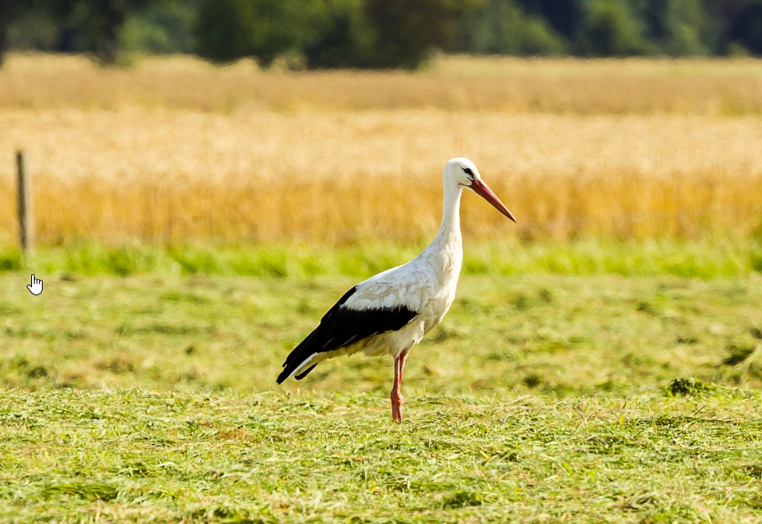 Storch