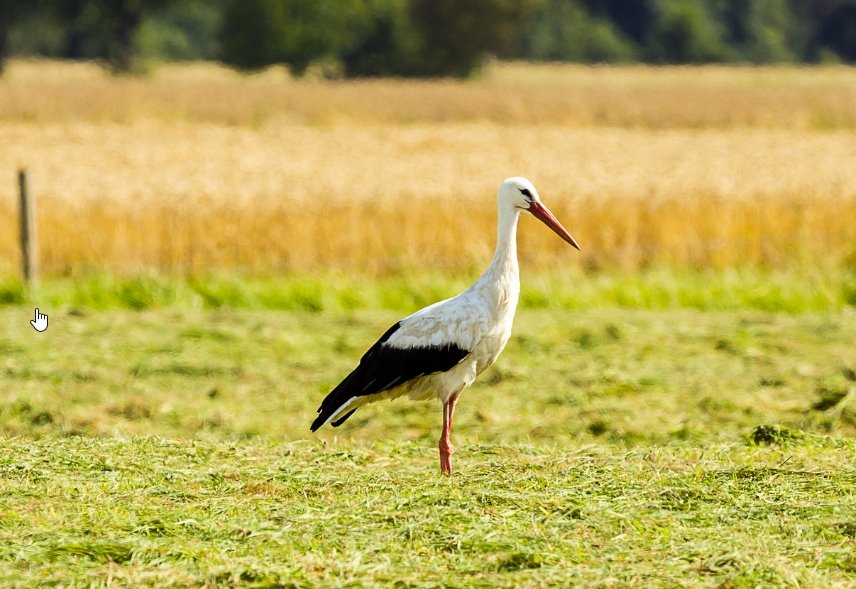 Storch